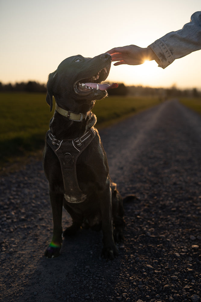 Dein Hund im Fokus: Fotoshooting