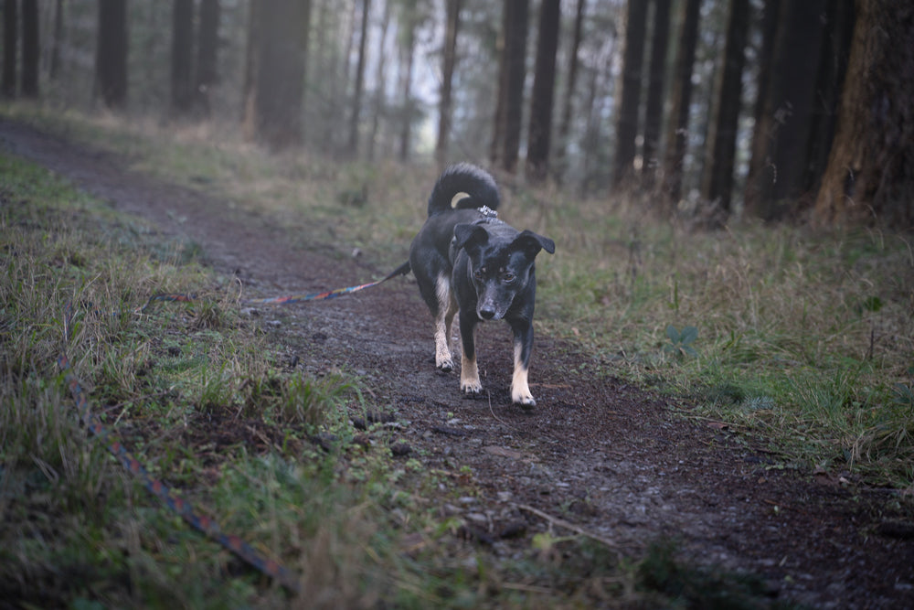 Dein Hund im Fokus: Fotoshooting