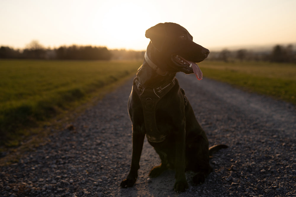 Dein Hund im Fokus: Fotoshooting