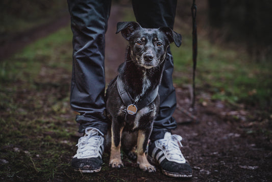 Hunde Fotografin Straubenhardt